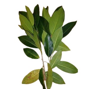 Jaguey Plant Dried Herb Cut - Powerful Herb used to Remove Negativity & for Cleansings