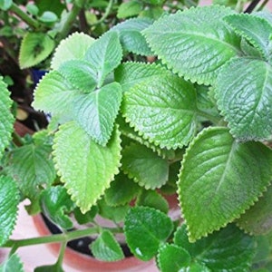 Cuban Oregano Fresh Herb Cuttings - Used to attract Good Fortune & Happiness - Use in Friendship Spells, Money and Luck