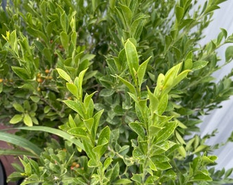 Cambia Voz | Amansaguapo / Florida-Boxwood (Schaefferia Frutescens) - Fresh Herb Cuttings - Used in Compelling Spells, Love & to Calm