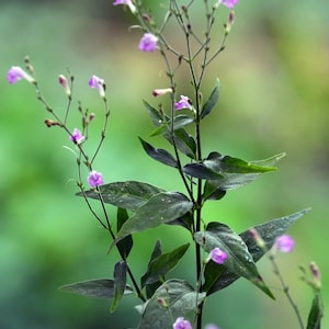 Justicia | Justice | Tilo (Justicia Pectoralis) Fresh Herb Cuttings - Medicinal Properties - Spiritual use for Justice in Legal Matters