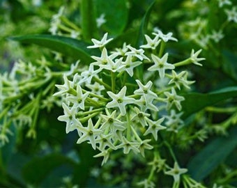 Galan de Noche | Cestrum Nocturnum | Night-Blooming Jasmine | Fresh Herb Cuttings | Used for Cleansings & Removing Negative Energy |