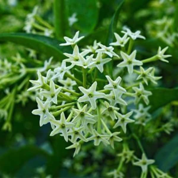 Galan de Noche | Cestrum Nocturnum | Night-Blooming Jasmine | Fresh Herb Cuttings | Used for Cleansings & Removing Negative Energy |