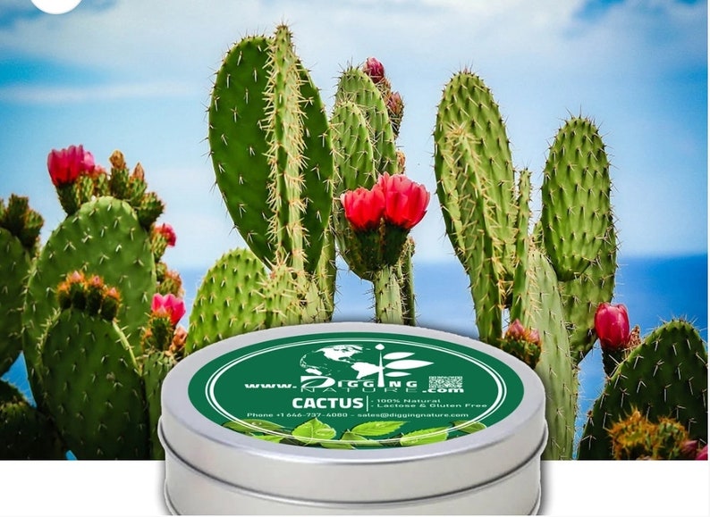 Cactus image 1