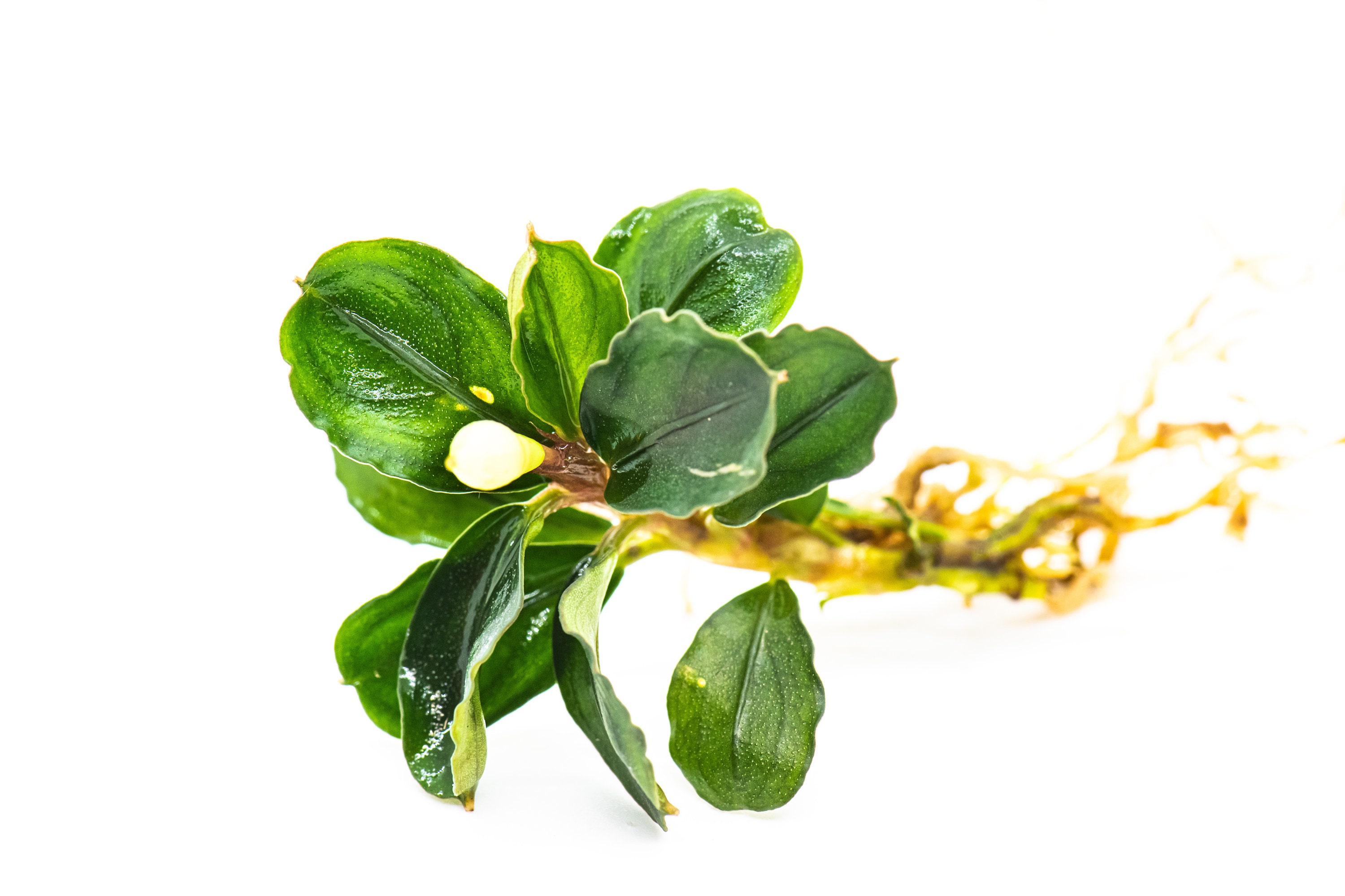 水草 bucephalandra kishii  from kapuas Bucephalandra kishii – Another World Terraria