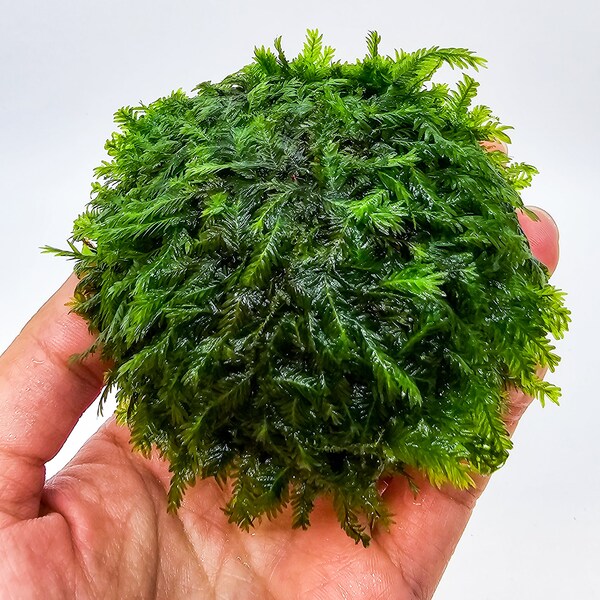 Fissidens Nobilis Moss Dome (3inx1.25in) - Live Aquarium Moss For Planted Shrimp Tank, Terrarium Setup