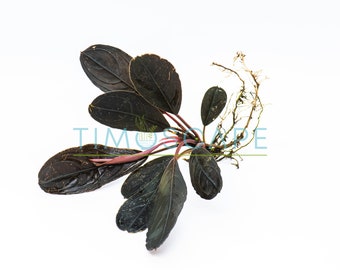 Bucephalandra Sp. Dark Skeleton King - Rare Aquarium Plants