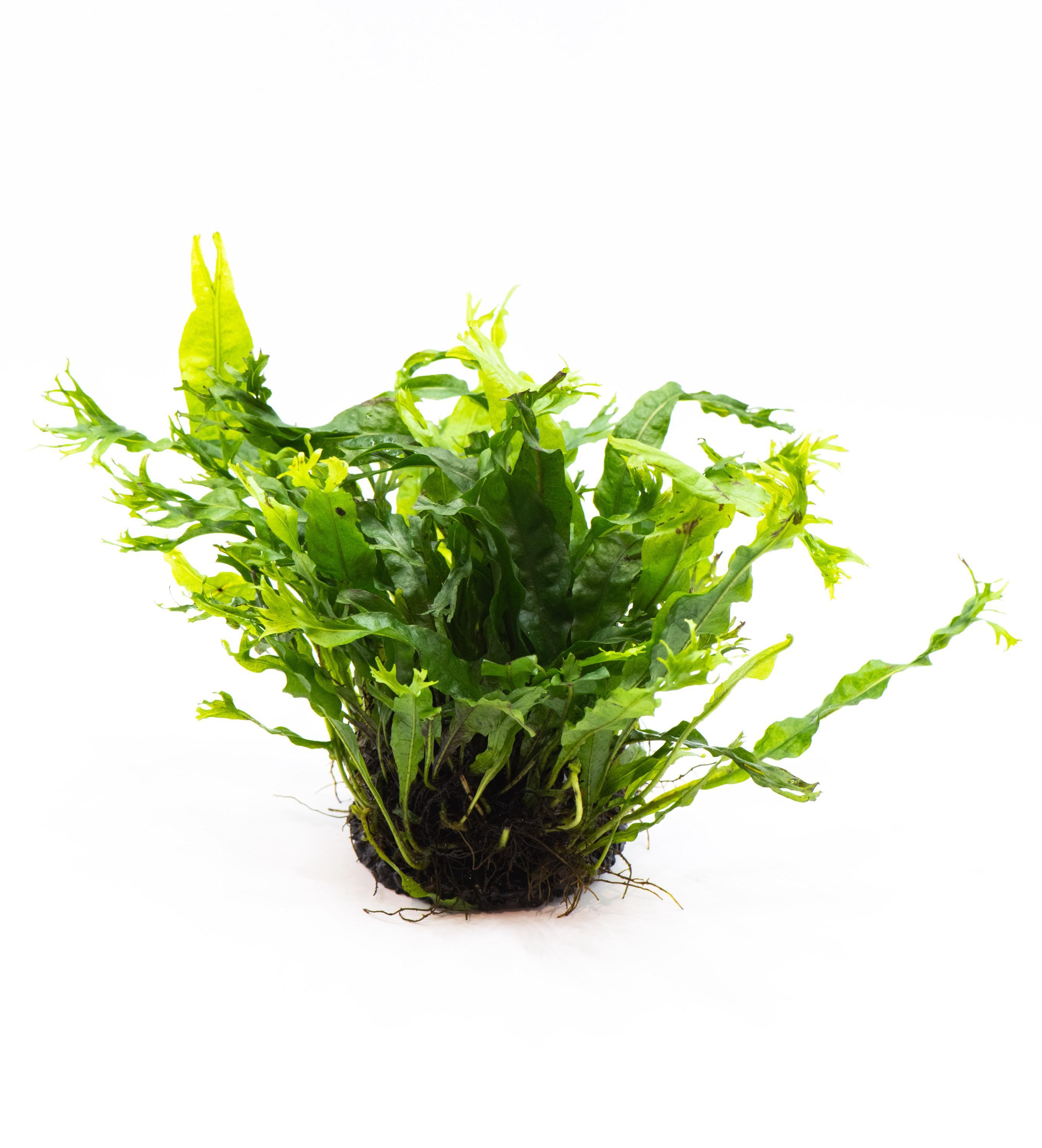 Java Fern 'windelov' (microsorum Pteropus) on Nutripad - Live Aquatic ...