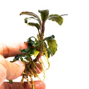 Bucephalandra Sp. Red Purple - Rare Small Aquarium Plant For Terrarium, Fish Tank Decorations image 2