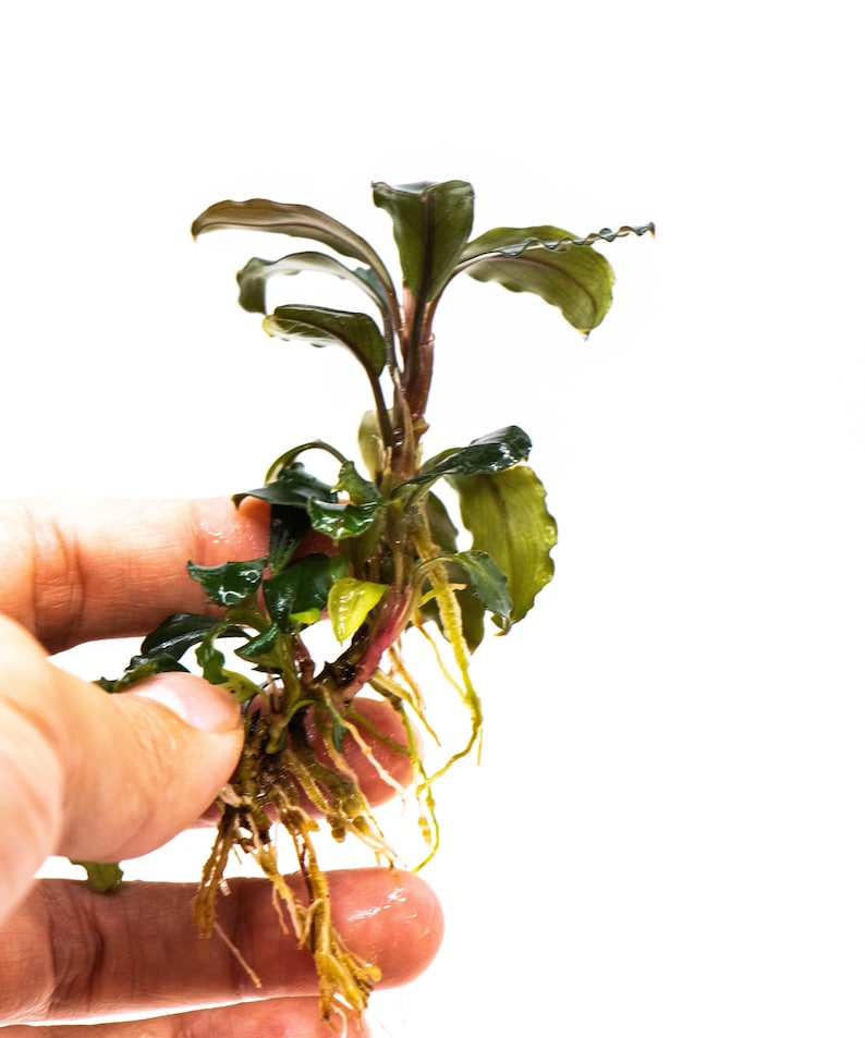 Bucephalandra Sp. Red Purple - Rare Small Aquarium Plant For Terrarium, Fish Tank Decorations image 2
