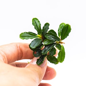 May include: A close-up of a small, vibrant green aquatic plant with multiple leaves. The leaves have a textured surface and are arranged in a cluster. The plant is held against a white background.