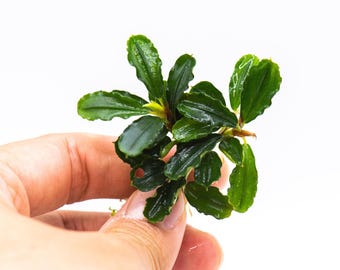 Bucephalandra Sp. Brownie Phantom - Rare Small Aquarium Plant For Terrarium, Fish Tank Decorations