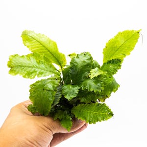May include: A vibrant green aquatic fern plant featuring multiple ruffled, elongated leaves with serrated edges. The plant displays a dense, bushy growth pattern with varying shades of bright and deep green foliage, showcasing a healthy, glossy texture throughout.