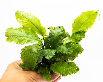 Java Fern Indo on Nutripad | Rare Live Aquarium Plant | Low Light Easy Care | Shrimp Safe Planted Tank