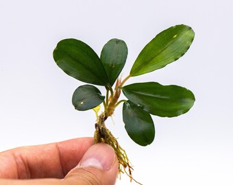 Bucephalandra Sp. Balloon - Rare Small Aquarium Plant For Terrarium, Fish Tank Decorations