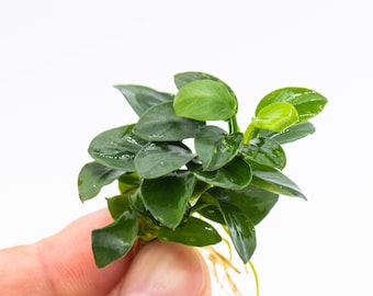 Buy 2 Get 1 Free * Anubias Nana Bonsai Japan - Aquarium Plant