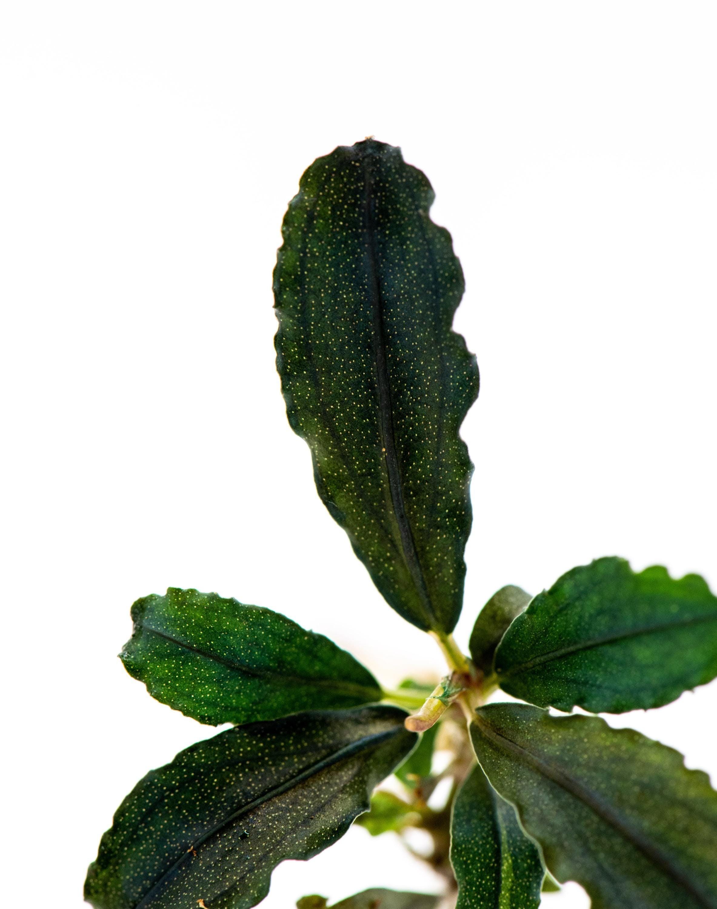 水草 Bucephalandra sp. Galaxy black 1E77B674-B14F-43A1-A267-