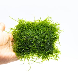 May include: A vibrant green aquatic moss, held in a hand against a white background. The moss appears dense and textured, with numerous fine strands creating a lush, natural appearance. Ideal for aquarium decoration.