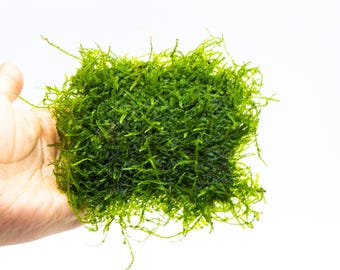 Weeping Moss Mat (3inx3in) - Live Aquarium Moss For Planted Shrimp Tank, Terrarium Setup