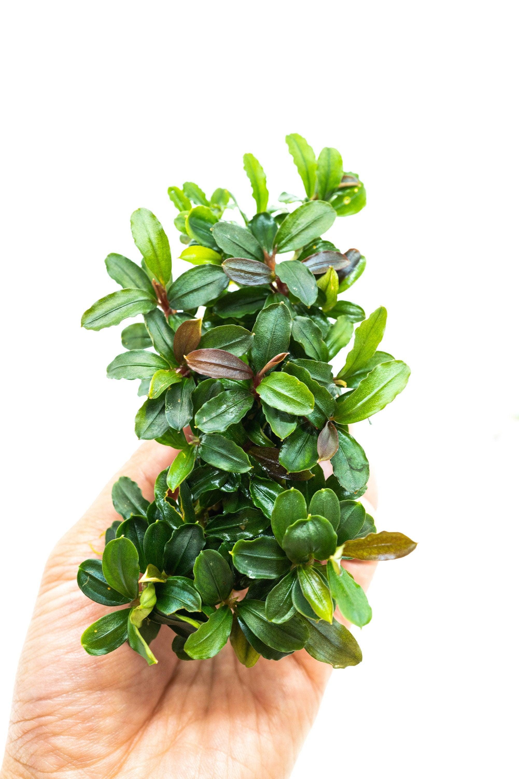 Bucephalandra Clump on Nutripad | Live Aquarium Plant Ready to