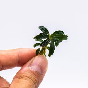 May include: Close-up of a small, dark green aquatic plant with multiple leaves. The plant is held between fingers against a white background. The leaves have a glossy texture, and the plant appears healthy.
