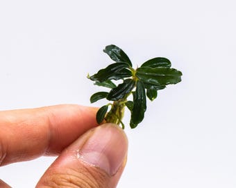 Bucephalandra Sp. Phantom Mini - Rare Small Aquarium Plant For Terrarium, Fish Tank Decorations