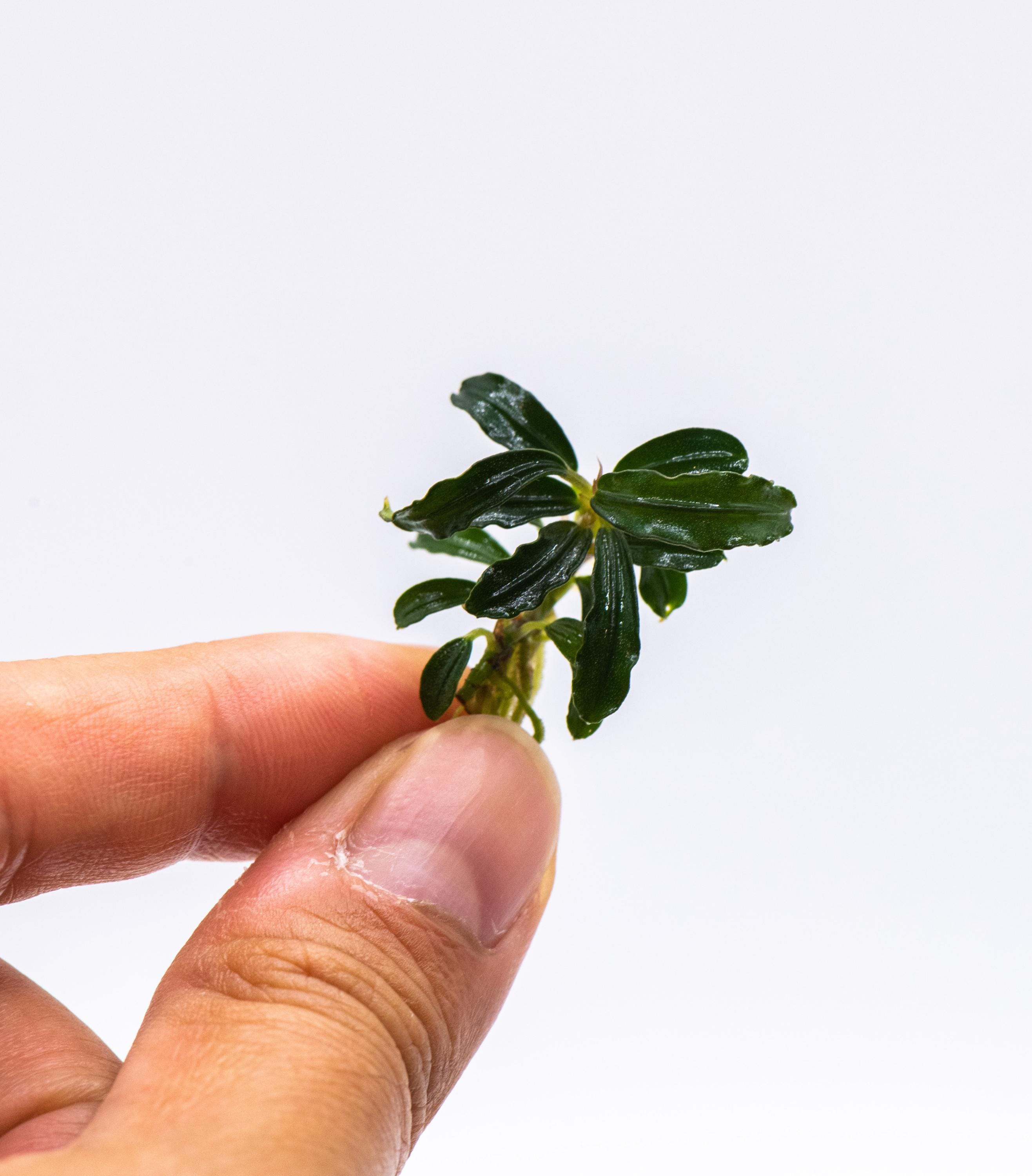 【ルージュ】Bucephalandra sp. Mini Phantom Bucephalandra Artemis