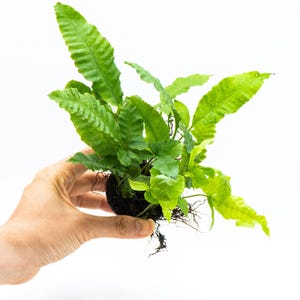 May include: A vibrant green fern plant with textured leaves is held against a white background. The plant's roots are visible, and the leaves display a range of green hues. The plant is a lush, natural element.