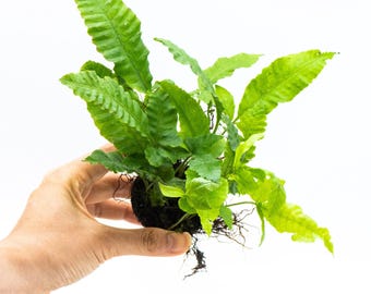 Bolbitis Heteroclita on Nutripad - Live Aquatic Plant For Your Planted Aquarium, Terrarium, Tank Decor