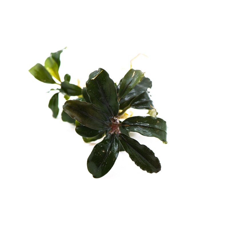 Bucephalandra Sp. Red Purple - Rare Small Aquarium Plant For Terrarium, Fish Tank Decorations image 3