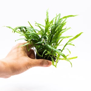 May include: A vibrant green aquatic plant with long, slender leaves. The plant is held in a person's hand against a white background. The leaves have a textured appearance, and the plant appears healthy and well-cared for. Ideal for aquascaping or adding greenery to a home.
