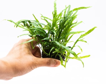 Java Fern 'Trident' (Microsorum Pteropus) on Nutripad - Live Aquatic Plant For Your Planted Aquarium, Terrarium, Tank Decor