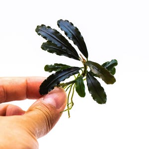 Bucephalandra Sp. Brownie Ghost | Rare Live Buce Aquarium Plant | Submerged Epiphyte for Driftwood | Shrimp Safe Tank