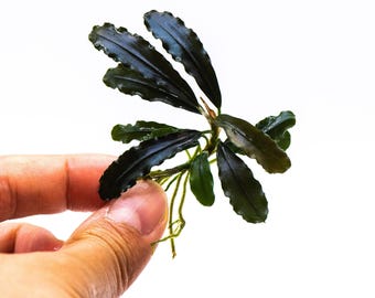 Bucephalandra Sp. Brownie Ghost - Rare Small Aquarium Plant For Terrarium, Fish Tank Decorations