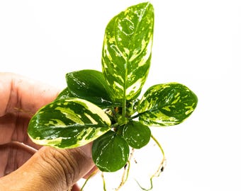 Anubias Varking Small Size - Rare Live Aquarium Plant Low Light Fish Tank Terrarium Plant Easy Care