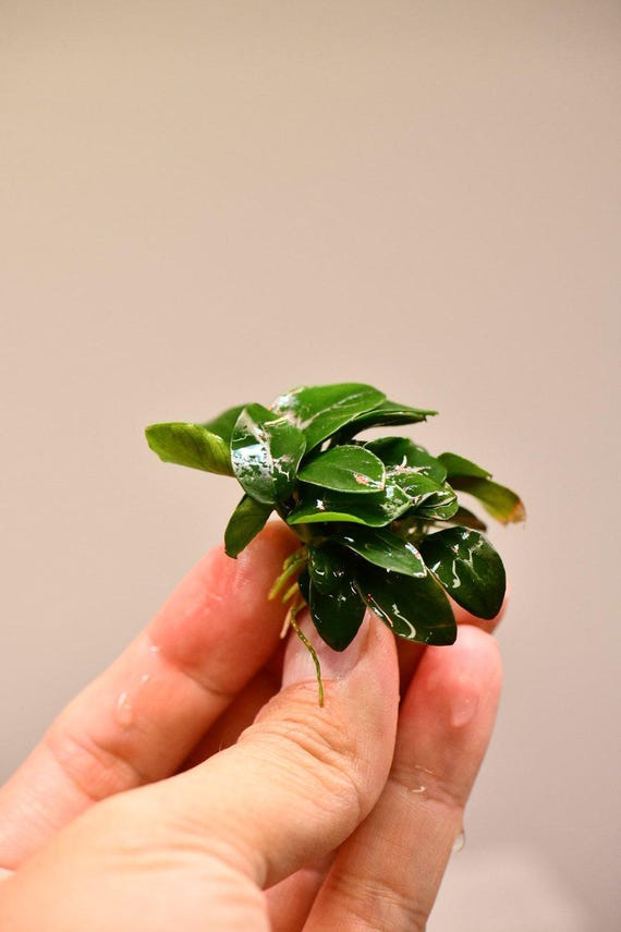 feigenbaum bonsai Ficus Carica  Feigenbaum-Bonsai kaufen  Omotesand Plants