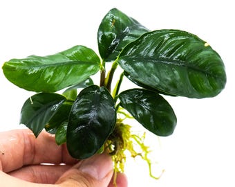 Buy 2 Get 1 Free * Anubias Coffeefolia Aquarium Plant – Rare Terrarium, Fish Tank Decoration