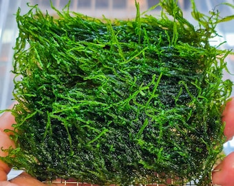 Flame Moss Mat (3inx3in) - Live Aquarium Moss For Planted Shrimp Tank, Terrarium Setup