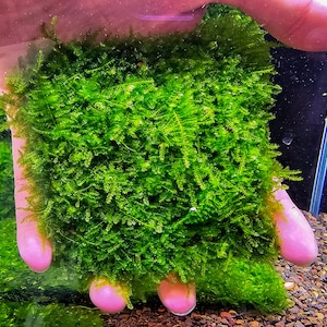 Mini Taiwan Moss Mat (3.5inx3.5in) - Live Aquarium Moss For Planted Shrimp Tank, Terrarium Setup