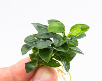 Live Anubias Aquarium Plant Bundle, Easy Care Fish Tank Decor