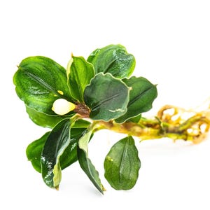 Live Bucephalandra Rare Aquarium Plants, Unique Adorable Fish Tank Décor Plant With Mystery Bonus, Fish Lover Gift