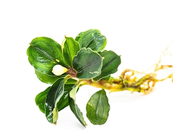 Live Bucephalandra Aquarium Plant, Unique Fish Tank Decor, Mystery Bonus