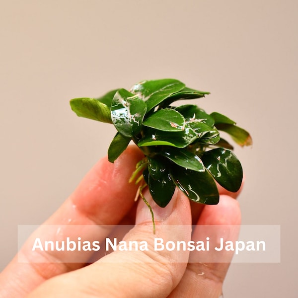 Buy 2 Get 1 Free * Anubias Nana Bonsai Japan - Aquarium Plant