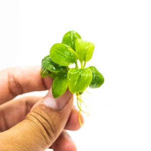 Buy 2 Get 1 Free - Anubias Nana Golden Leaf Mini | Rare Live Aquarium Plant | Low Light Shrimp Safe | Planted Tank