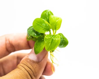 Buy 2 Get 1 Free - Anubias Nana Golden Leaf Mini | Rare Live Aquarium Plant | Low Light Shrimp Safe | Planted Tank