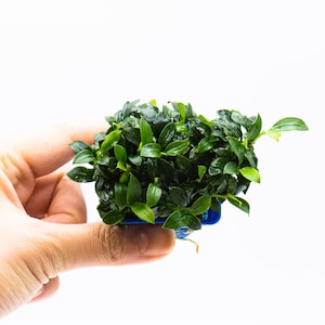 May include: A small, vibrant green plant with numerous leaves, held in a blue container. The plant is densely packed with healthy foliage, showcasing a rich green color. The image is set against a clean white background, highlighting the plant's details.