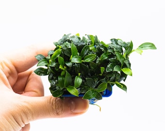 Rare Anubias Nana Pangolino Pot - Live Aquarium Plant, Low Maintenance, Easy Care