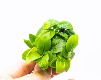 Anubias Nana Golden Leaf Clump – Live Aquarium Plant for Terrarium Tank Decor