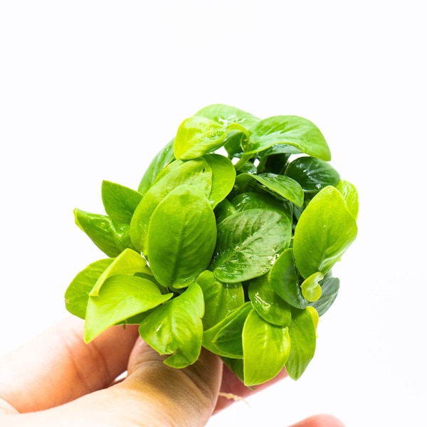 Anubias Nana Golden Leaf Clump – Planta viva para acuario, ideal para decorar terrarios y peceras.