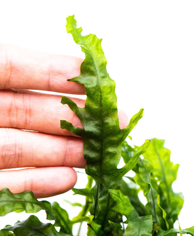 Java Fern 'fork Leaf' (microsorum Pteropus) on Nutripad - Rare Live ...