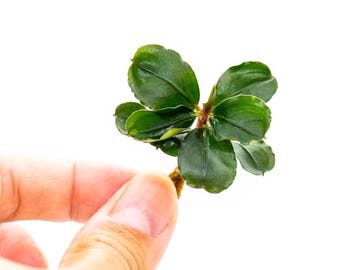 100 Random Bucephalandra Plants + Mystery Bonus - Rare Aquarium Plants